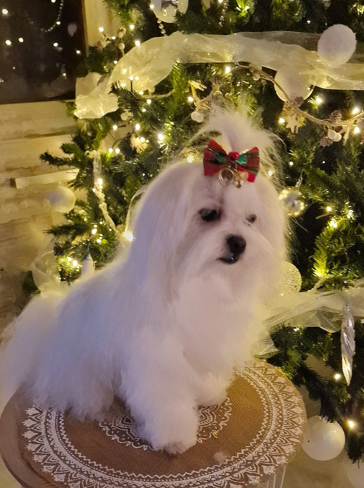 Lyvia a rejoint le concours — aidez-le/la à gagner de superbes lots ! carnivore, christmas, christmas_decoration, christmas_ornament, christmas_tree, companion_dog, conifer, dog, dog_breed, event, fawn, fur, holiday, light, ornament, plant, snout, sporting_group, tree, white
