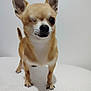 dog, chihuahua, one-eyed, small_dog, pet, animal, brown_fur, white_fur, ears, tail, standing, indoor, cute, adorable, portrait, facing_camera, short_fur, canine, domestic_animal, friendly