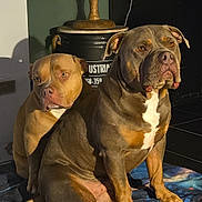 Boyka participe au concours pour gagner de l'argent avec cette photo : dog, pets, indoor, blanket, globe, vintage, floor, tile, brown_dog, companion, animal, home, furniture, decor, sitting, portrait, canine, friendship, resting, lighting
