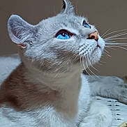 Monkey joined the competition — help win amazing prizes! cat, blue_eyes, close_up, feline, whiskers, resting, soft_lighting, indoor, fur, animal, pet, portrait, looking_up, cute, domestic_cat, mammal, relaxed, face, paw, texture