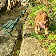 Sahya a rejoint le concours — aidez-le/la à gagner de superbes lots ! dog, outdoor, bench, tree, grass, pathway, sunlight, nature, pet, canine, walk, park, greenery, tongue_out, happy, animal, daytime, stone_path, ears_up, playful