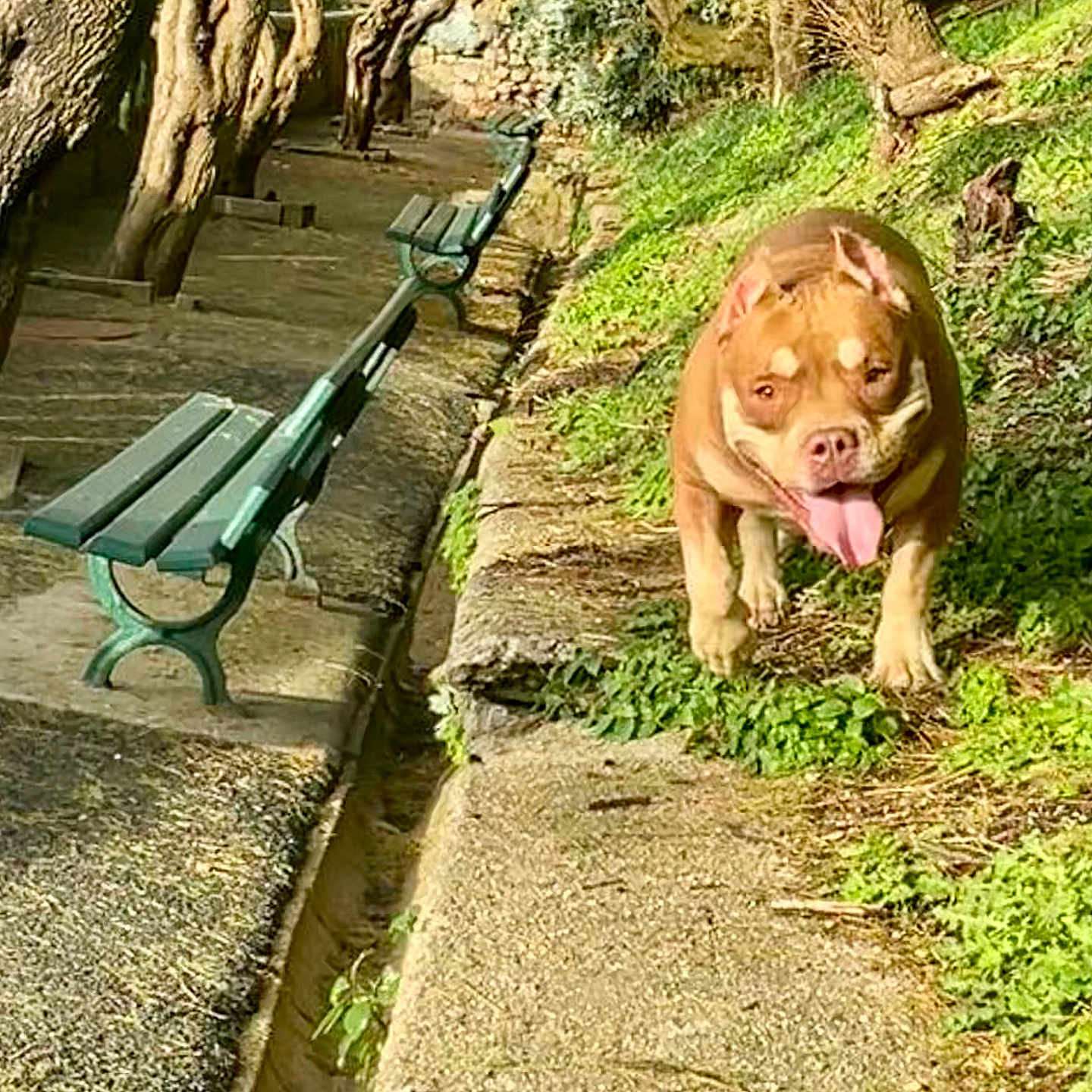 Sahya a rejoint le concours — aidez-le/la à gagner de superbes lots ! animal, bench, canine, daytime, dog, ears_up, grass, greenery, happy, nature, outdoor, park, pathway, pet, playful, stone_path, sunlight, tongue_out, tree, walk