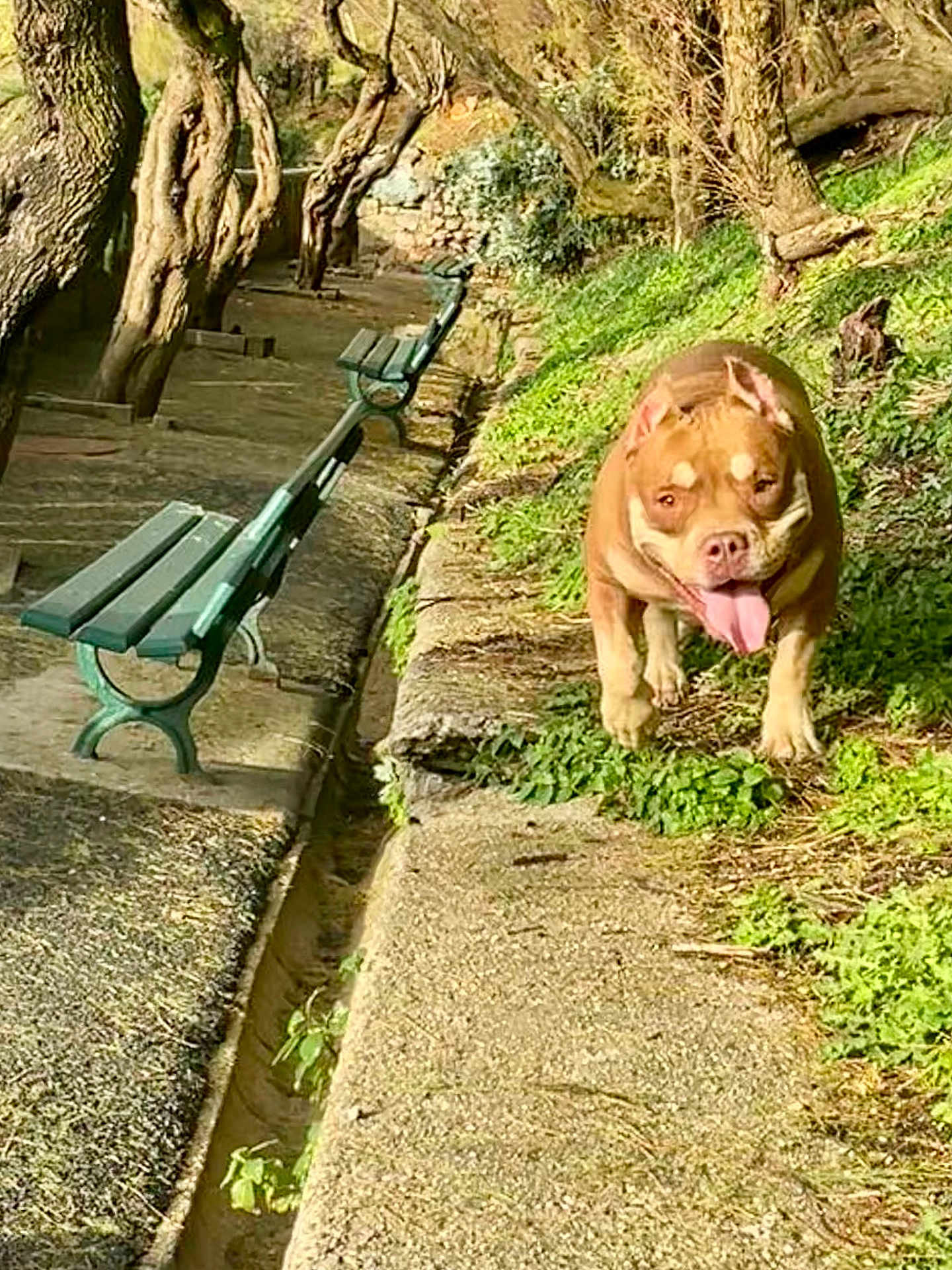 Sahya a rejoint le concours — aidez-le/la à gagner de superbes lots ! dog, outdoor, bench, tree, grass, pathway, sunlight, nature, pet, canine, walk, park, greenery, tongue_out, happy, animal, daytime, stone_path, ears_up, playful