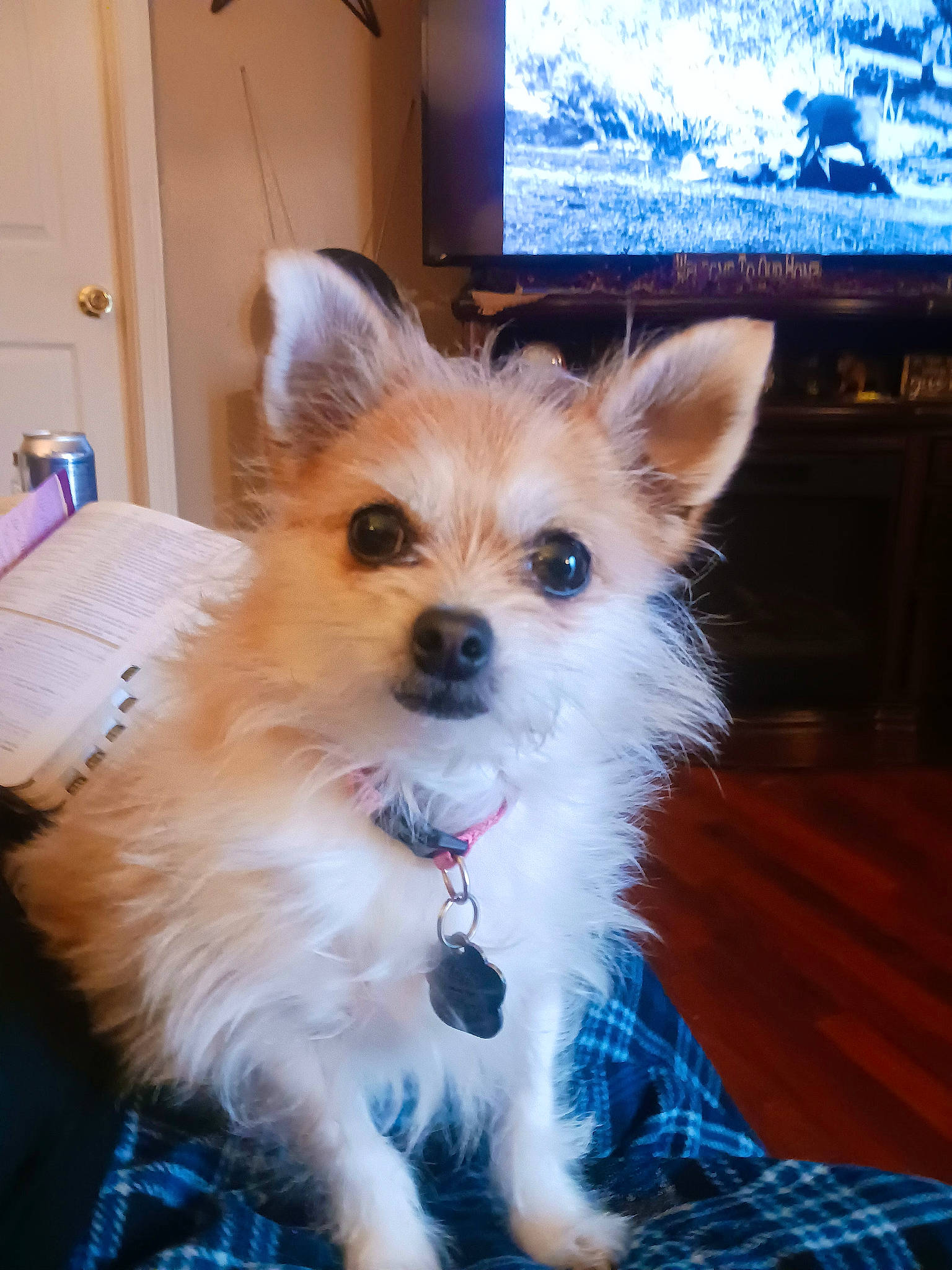 Koko joined the competition — help win amazing prizes! canidae, carnivore, companion_dog, display_device, dog, dog_breed, dog_supply, door, ear, fawn, fur, led_backlit_lcd_display, pomeranian, small_terrier, snout, television, terrier, toy_dog, whiskers, working_animal