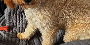 Mabel is registered to the contest to win money with this photo: dog, puppy, curly_fur, brown, beige, pet, indoor, blanket, couch, cozy, furniture, sitting, cute, animal, companion, home, relaxing, toy, curious, soft