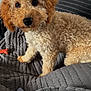 dog, puppy, curly_fur, brown, beige, pet, indoor, blanket, couch, cozy, furniture, sitting, cute, animal, companion, home, relaxing, toy, curious, soft