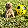 puppy, dog, grass, outdoor, soccer_ball, yellow, black, pet, cute, collar, animal, playful, sunlight, nature, young, fur, small, sitting, toy, daytime