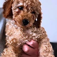 Mabel joined the competition — help win amazing prizes! puppy, dog, curly_hair, pet, close_up, cute, animal, fur, nose, eyes, hand, holding, portrait, indoor, soft_focus, brown, adorable, young, mammal, companion