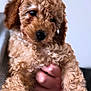 puppy, dog, curly_hair, pet, close_up, cute, animal, fur, nose, eyes, hand, holding, portrait, indoor, soft_focus, brown, adorable, young, mammal, companion