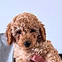 puppy, dog, curly_fur, pet, cute, animal, hand, portrait, indoor, soft_light, close_up, brown, adorable, fluffy, young_dog, looking_at_camera, domestic_animal, friendly, companion, furry