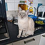 Moumousse a rejoint le concours — aidez-le/la à gagner de superbes lots ! cat, kitchen, counter, grapes, bowl, mixer, calendar, minions, tile_wall, cupboard, domestic, pet, animal, indoor, curious, seated, white_cat, blue_eyes, household, appliance