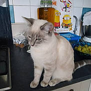 Moumousse participe au concours pour gagner de l'argent avec cette photo : cat, kitchen, counter, grapes, bowl, calendar, minions, tile_wall, glass_jar, appliance, domestic, pet, feline, indoor, tableware, container, decor, food, animal, furry