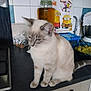 cat, kitchen, counter, grapes, bowl, calendar, minions, tile_wall, glass_jar, appliance, domestic, pet, feline, indoor, tableware, container, decor, food, animal, furry