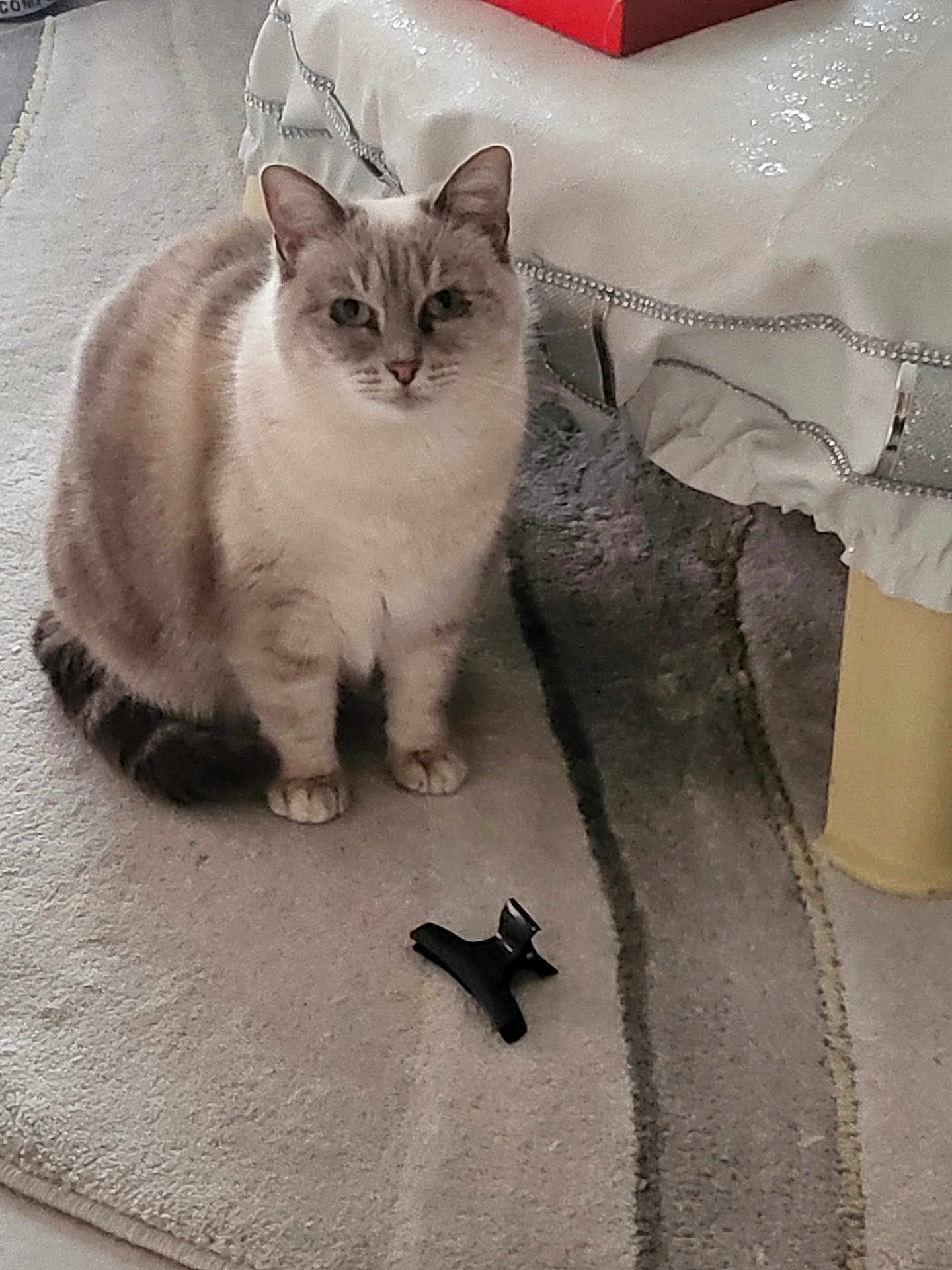 Moumousse participe au concours pour gagner de l'argent avec cette photo : cat, indoor, rug, furniture, table, pet, animal, fur, beige, gray, hair_clip, calm, looking_at_camera, decorative_cloth, cozy, floor, domestic, quiet, soft_lighting, home