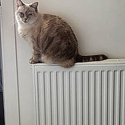 Moumousse a rejoint le concours — aidez-le/la à gagner de superbes lots ! cat, feline, pet, indoor, radiator, white, fur, sitting, animal, mammal, domestic, striped_tail, ears, whiskers, window, wall, home, relaxed, cute, cozy