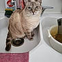 Moumousse participe au concours pour gagner de l'argent avec cette photo : cat, tabby_cat, sink, kitchen, cleaning_supplies, sponge, pink_cloth, tap, drain, white_sink, domestic_animal, pet, fur, whiskers, blue_eyes, indoor, household, curious, animal, mammal