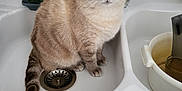 Moumousse a rejoint le concours — aidez-le/la à gagner de superbes lots ! cat, sink, kitchen, cleaning_supplies, tap, domestic, pet, fur, beige, tabby, curious, pink_cloth, household, whiskers, paws, drain, container, indoor, still_life, feline