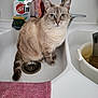 cat, sink, kitchen, cleaning_supplies, tap, domestic, pet, fur, beige, tabby, curious, pink_cloth, household, whiskers, paws, drain, container, indoor, still_life, feline