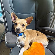 Loki is registered to the contest to win money with this photo: dog, puppy, tan_dog, car, car_seat, pet, collar, blue_collar, dog_tag, plush_toy, orange_toy, sitting, lying_down, large_ears, brown_fur, white_chest, white_paws, indoors, portrait, cute