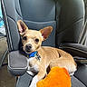 dog, puppy, tan_dog, car, car_seat, pet, collar, blue_collar, dog_tag, plush_toy, orange_toy, sitting, lying_down, large_ears, brown_fur, white_chest, white_paws, indoors, portrait, cute