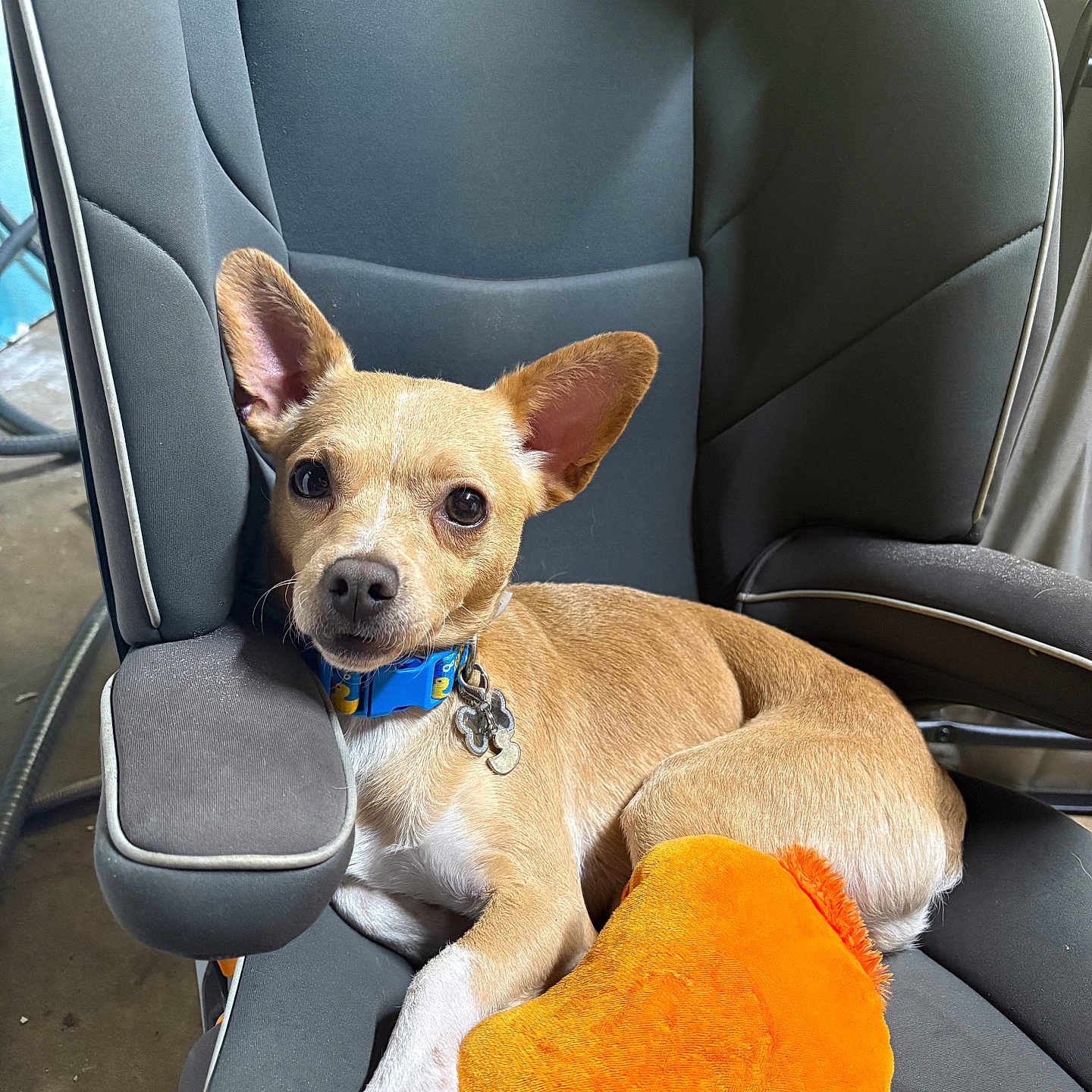 Loki is registered to the contest to win money with this photo: dog, puppy, tan_dog, car, car_seat, pet, collar, blue_collar, dog_tag, plush_toy, orange_toy, sitting, lying_down, large_ears, brown_fur, white_chest, white_paws, indoors, portrait, cute