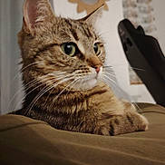 Yumie participe au concours pour gagner de l'argent avec cette photo : animal, calm, cat, closeup, cozy, cute, domestic, feline, fur, gaming_chair, green_eyes, indoor, mirror, pet, portrait, relaxed, soft_surface, sunflower, tabby, whiskers