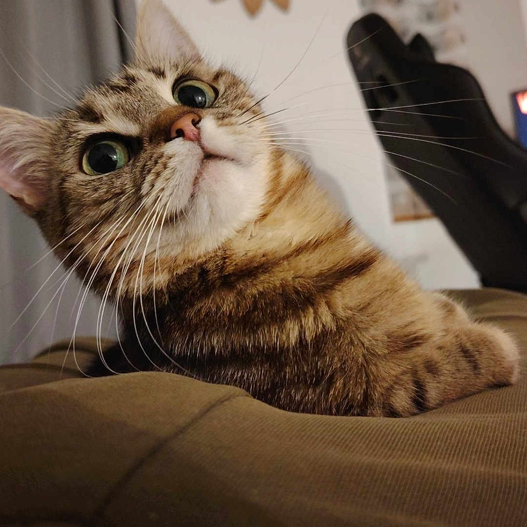Yumie participe au concours pour gagner de l'argent avec cette photo : animal, cat, close_up, cozy, curious, cute, domestic, eyes, feline, fur, gaming_chair, home, indoor, mirror, pet, portrait, relaxed, sunflower, tabby, whiskers