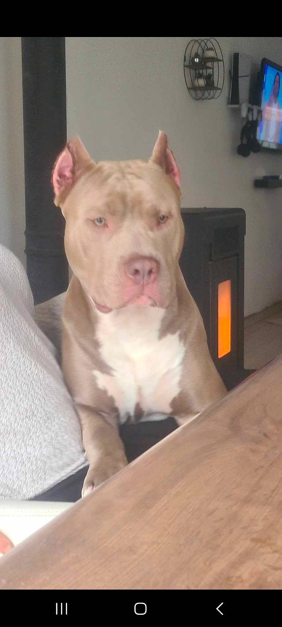 Oslo a rejoint le concours — aidez-le/la à gagner de superbes lots ! carnivore, companion_dog, cordoba_fighting_dog, dog, dog_breed, fawn, jaw, non_sporting_group, picture_frame, snout, television, terrestrial_animal