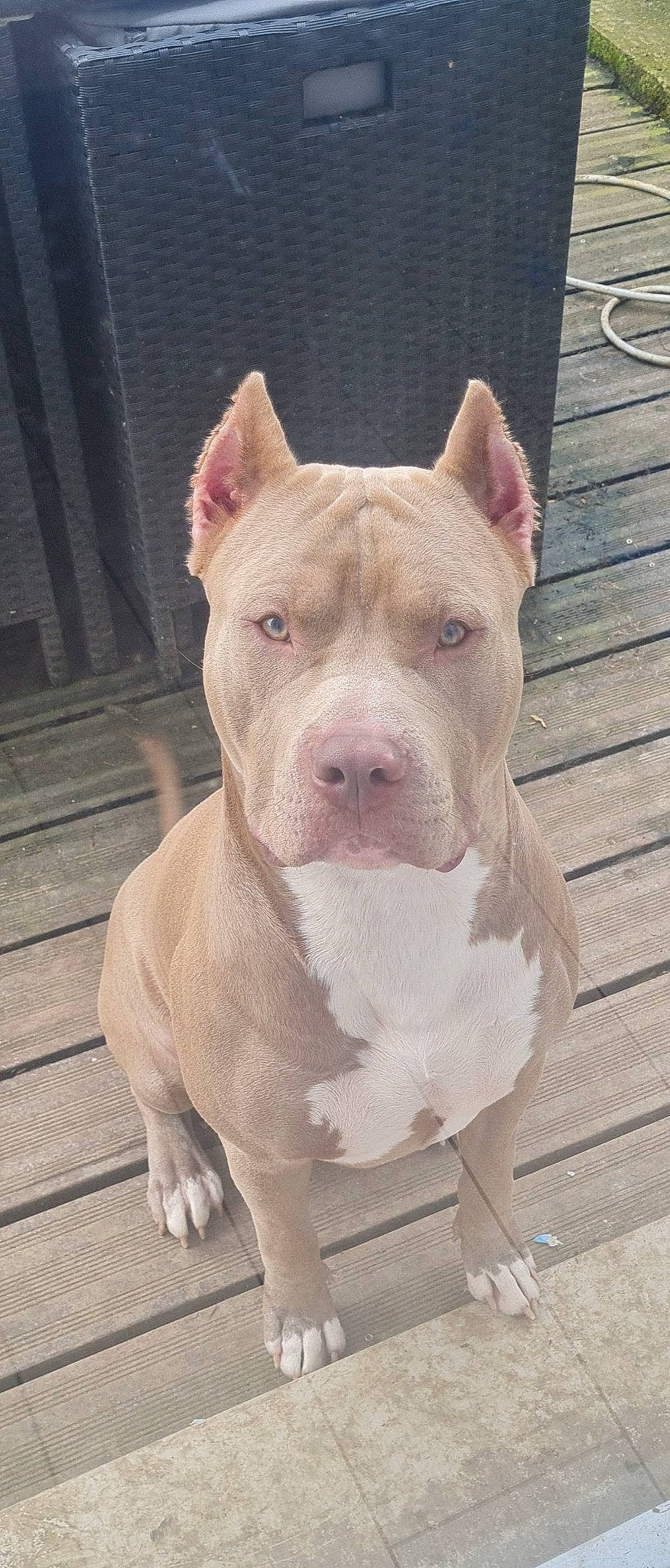 Oslo participe au concours pour gagner de l'argent avec cette photo : ancient_dog_breeds, carnivore, companion_dog, cordoba_fighting_dog, dog, dog_breed, fawn, head, molosser, non_sporting_group, snout, sporting_group, terrestrial_animal, wood, working_dog