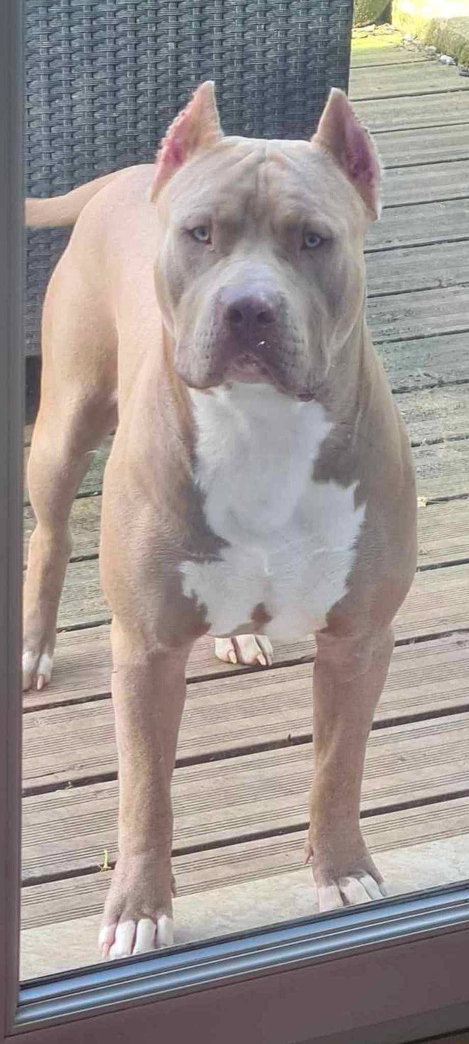 Oslo participe au concours pour gagner de l'argent avec cette photo : ancient_dog_breeds, carnivore, companion_dog, cordoba_fighting_dog, dog, dog_breed, fawn, fence, molosser, non_sporting_group, sporting_group, terrestrial_animal, working_animal, working_dog