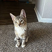 August is registered to the contest to win money with this photo: kitten, tabby, cat, pet, carpet, indoor, floor, ears, whiskers, curious, young, feline, mammal, household, sitting, closeup, domestic_animal, fur, paw, background