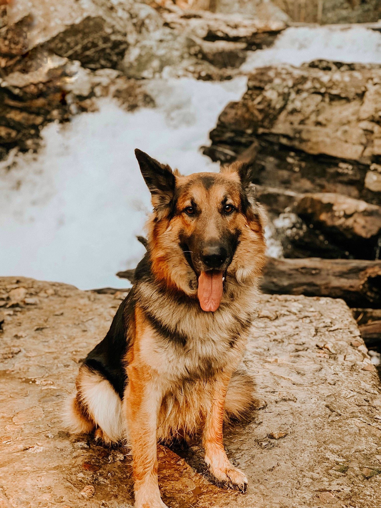 Bane joined the competition — help win amazing prizes! canidae, carnivore, dog, dog_breed, east_european_shepherd, german_shepherd_dog, herding_dog, king_shepherd, old_german_shepherd_dog, plant, rock, snout, soil, sporting_group, terrestrial_animal, tracking_trial, tree, wood, working_dog