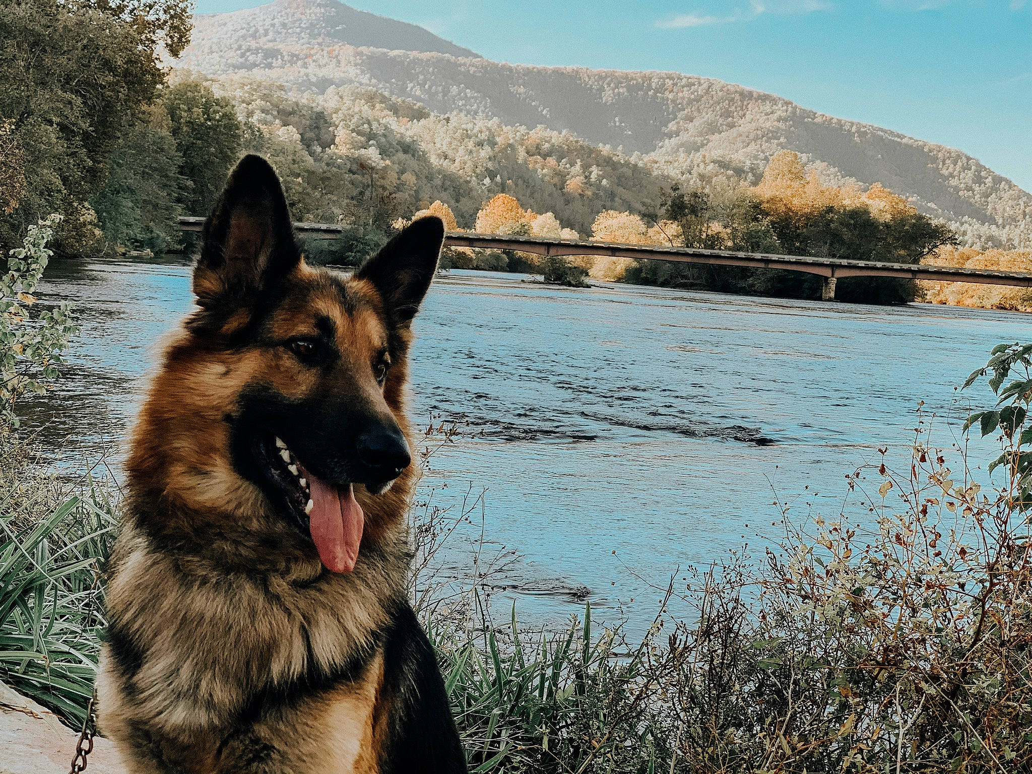 Bane is registered to the contest to win money with this photo: canidae, carnivore, cloud, dog, dog_breed, fawn, german_shepherd_dog, herding_dog, king_shepherd, lake, mountain, natural_landscape, old_german_shepherd_dog, plant, sky, snout, sporting_group, terrestrial_animal, tree, water