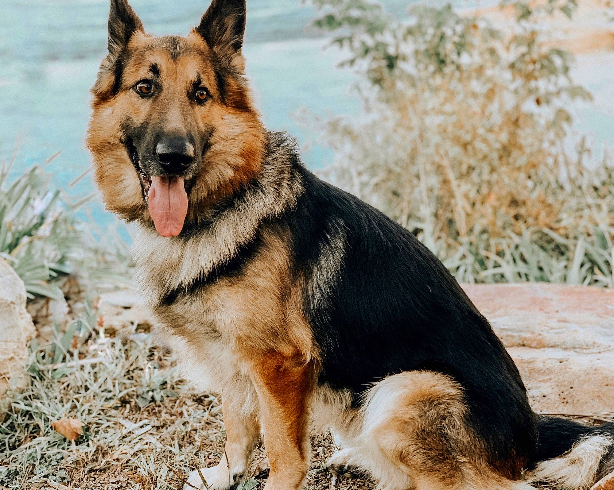 Bane is registered to the contest to win money with this photo: canidae, canis, carnivore, dog, dog_breed, east_european_shepherd, fawn, german_shepherd_dog, guard_dog, herding_dog, king_shepherd, old_german_shepherd_dog, plant, snout, sporting_group, terrestrial_animal, water, wildlife, working_animal, working_dog