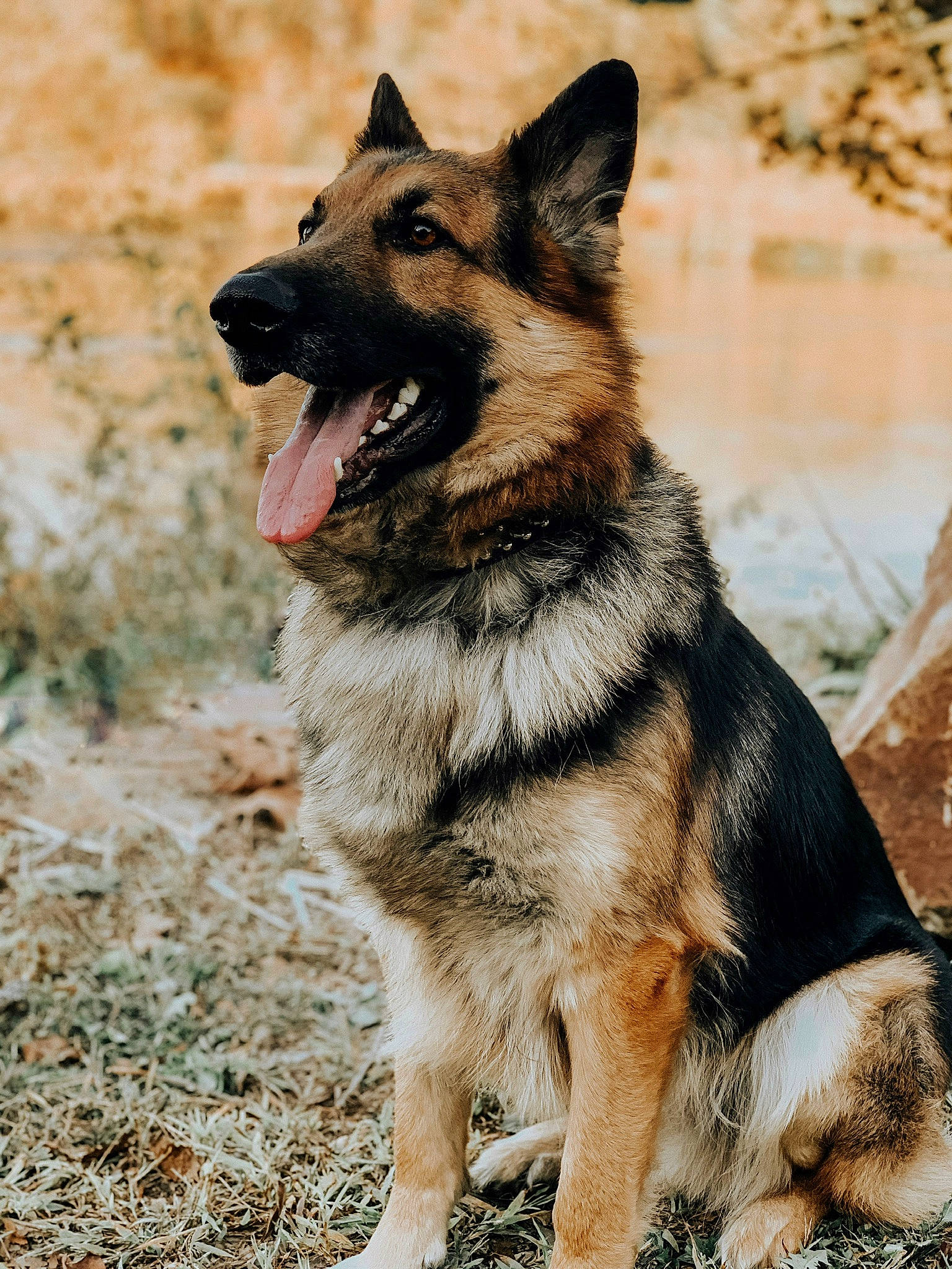Bane joined the competition — help win amazing prizes! canidae, carnivore, collar, companion_dog, dog, dog_breed, east_european_shepherd, fang, fawn, fur, german_shepherd_dog, herding_dog, king_shepherd, old_german_shepherd_dog, snout, sporting_group, terrestrial_animal, water, working_animal, working_dog