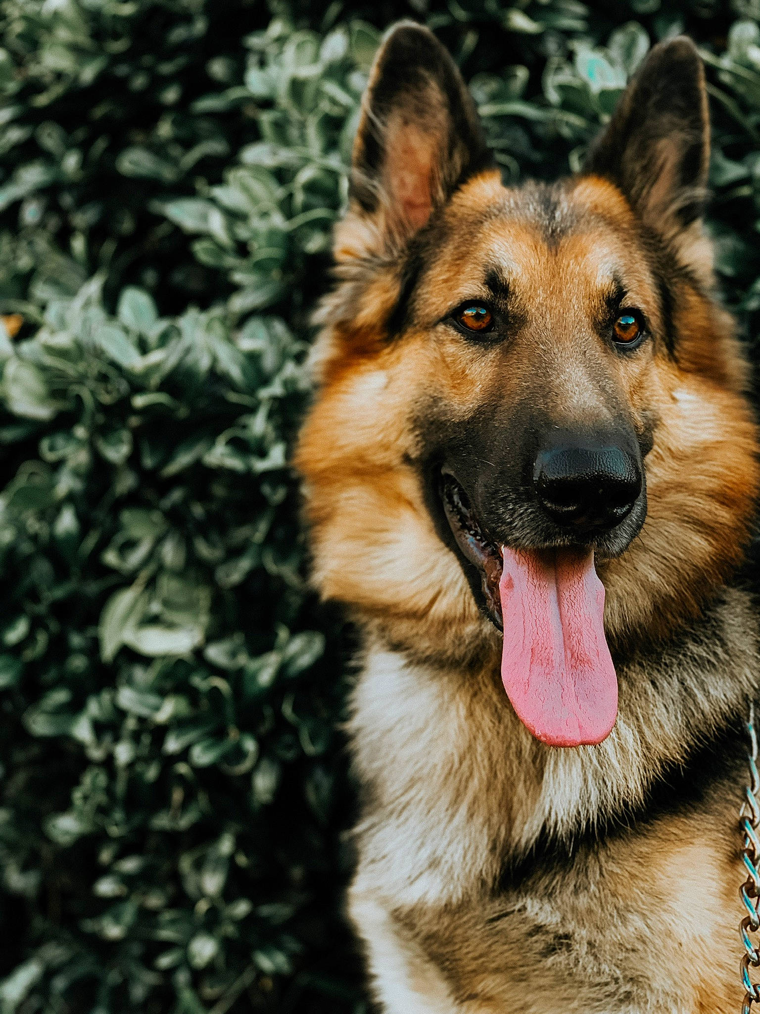 Bane joined the competition — help win amazing prizes! canidae, carnivore, companion_dog, dog, dog_breed, eye, fawn, fur, german_shepherd_dog, herding_dog, human_body, jaw, king_shepherd, old_german_shepherd_dog, plant, snout, sporting_group, terrestrial_animal, whiskers, working_dog