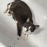 Simba participe au concours pour gagner de l'argent avec cette photo : abyssinian, animal, bathing, bathroom, bathtub, cat, indoors, kitten, manx, person, pet, plush, room, tap, towel, toy, tub