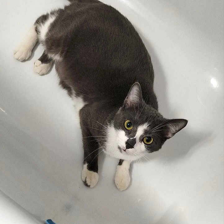 Simba