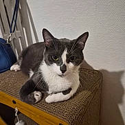 Simba a rejoint le concours — aidez-le/la à gagner de superbes lots ! cat, grey_and_white, indoor, feline, pet, scratcher_box, relaxed, curious, looking_at_camera, whiskers, ears, eyes, paws, furniture, bag, shadow, texture, close_up, animal, domestic