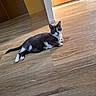 Simba participe au concours pour gagner de l'argent avec cette photo : cat, gray_cat, white_cat, indoor, wooden_floor, relaxed, lying_down, pet, animal, curious, sunlight, floor, fur, domestic, mammal, whiskers, ears, eyes, tail, cozy