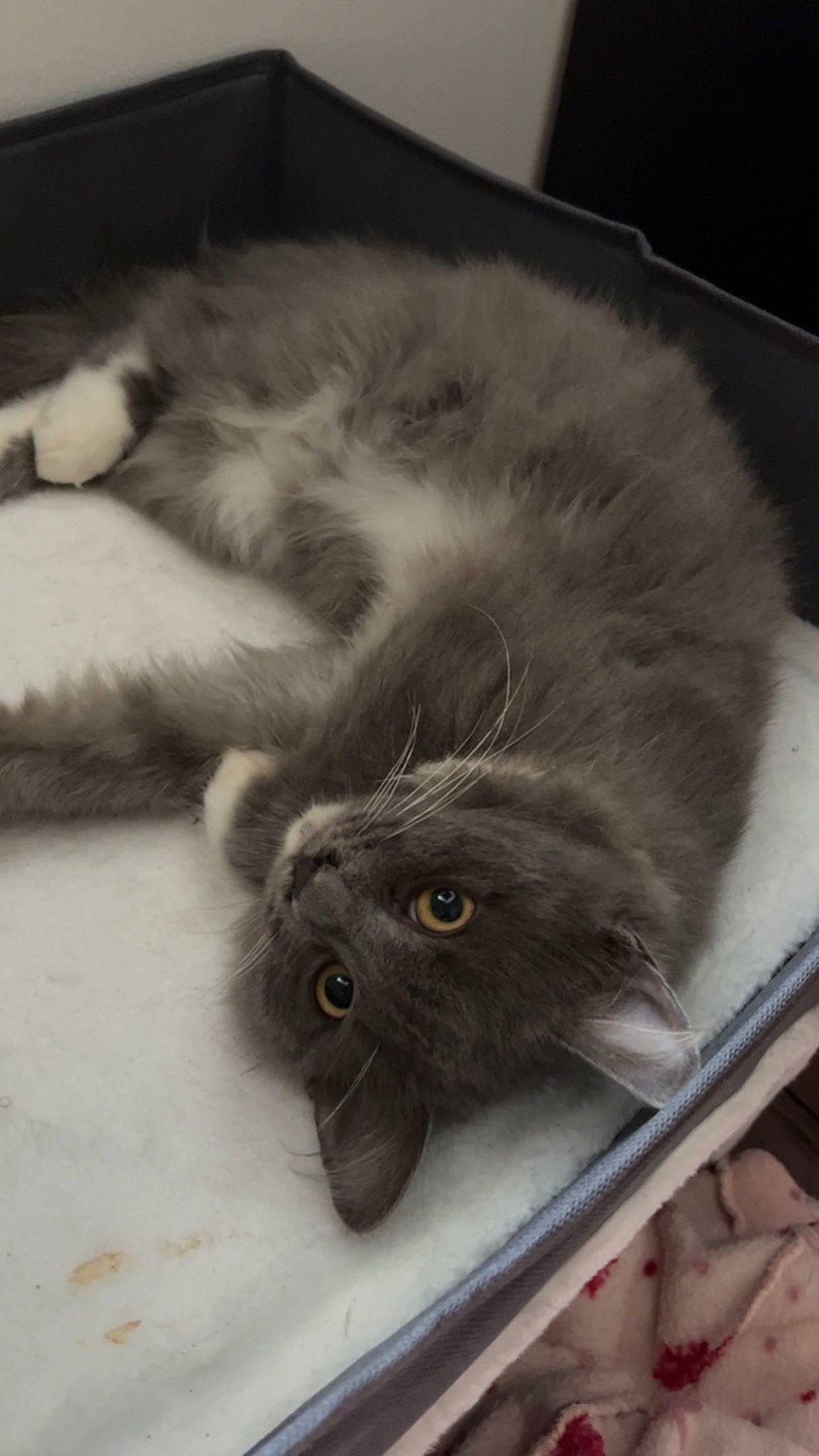 Chausette a rejoint le concours — aidez-le/la à gagner de superbes lots ! black_cat, box, british_longhair, carnivore, cat, chartreux, claw, comfort, domestic_short_haired_cat, felidae, flooring, fur, grey, korat, paw, small_to_medium_sized_cats, snout, tail, terrestrial_animal, whiskers