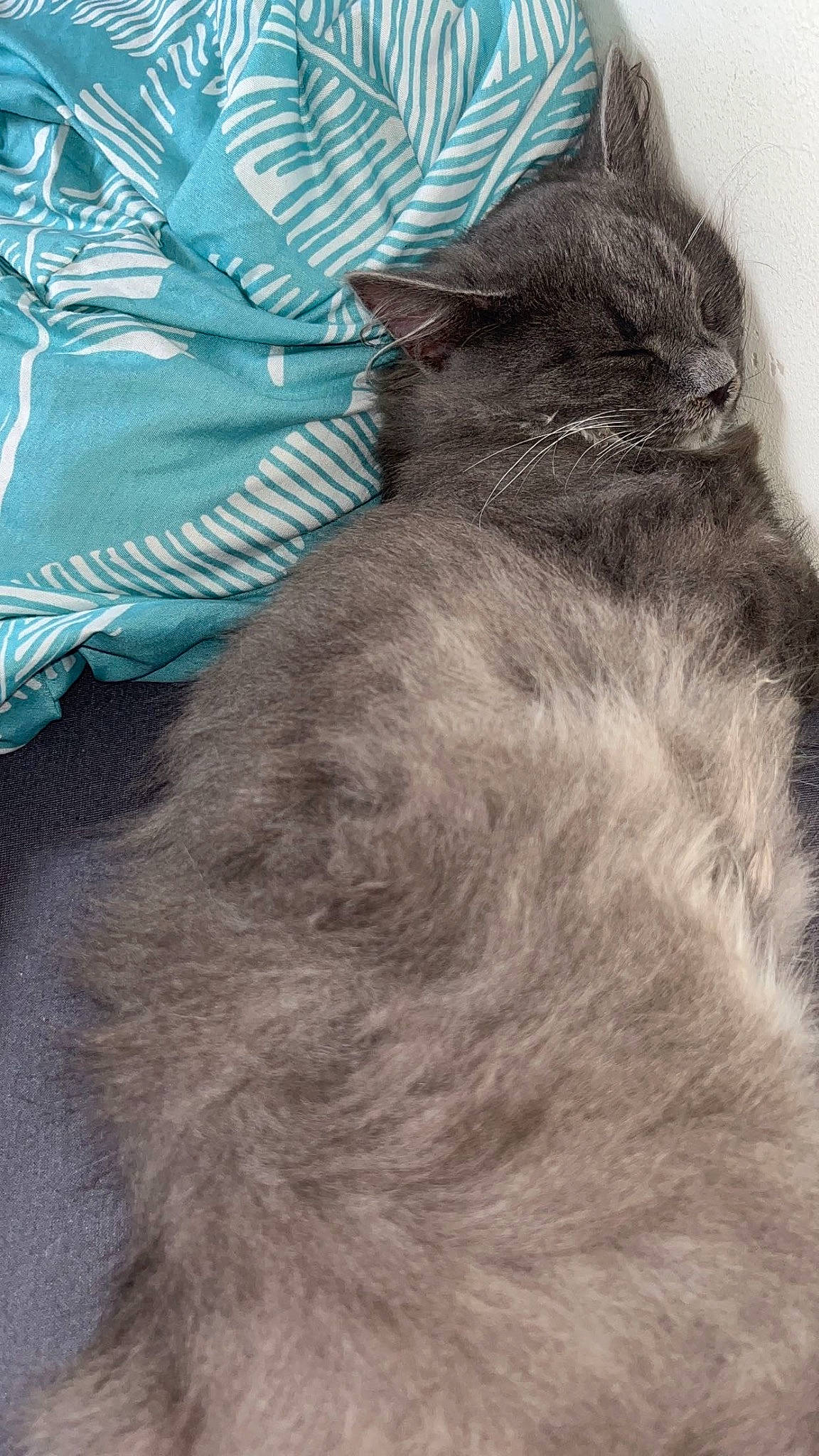 Chausette participe au concours pour gagner de l'argent avec cette photo : black_cat, british_longhair, carnivore, cat, claw, domestic_short_haired_cat, electric_blue, fashion_accessory, feather, felidae, fur, grey, small_to_medium_sized_cats, tail, whiskers