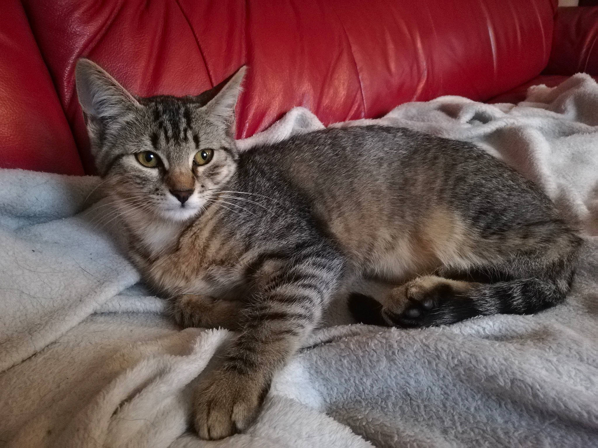 Perle participe au concours pour gagner de l'argent avec cette photo : carnivore, cat, comfort, couch, domestic_short_haired_cat, felidae, fur, grey, linens, living_room, paw, small_to_medium_sized_cats, studio_couch, tail, terrestrial_animal, toe, vertebrate, whiskers