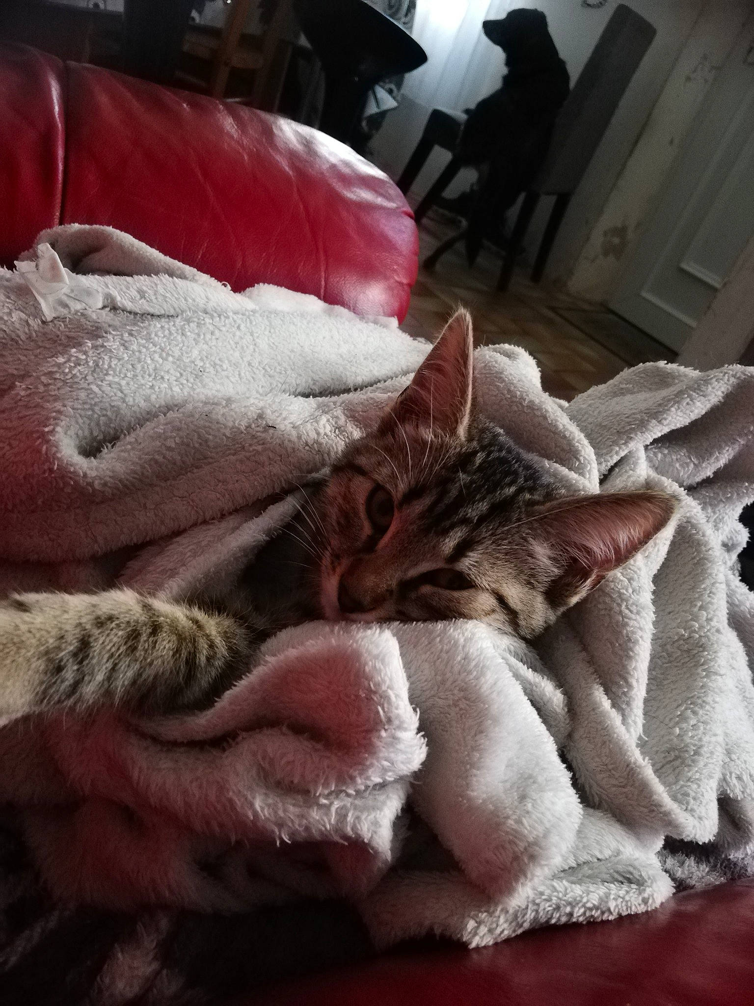 Perle participe au concours pour gagner de l'argent avec cette photo : blanket, carnivore, cat, comfort, domestic_short_haired_cat, felidae, fur, grey, lamp, linens, nap, pink, room, sleep, small_to_medium_sized_cats, snout, vertebrate, whiskers