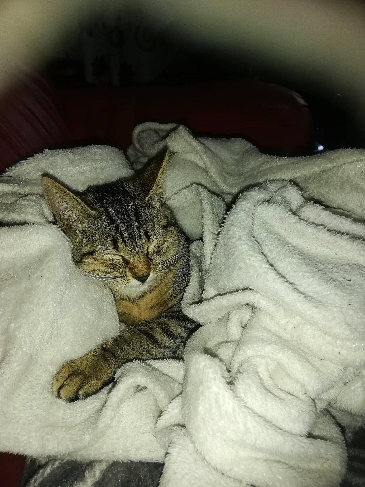 Perle participe au concours pour gagner de l'argent avec cette photo : blanket, carnivore, cat, comfort, domestic_short_haired_cat, felidae, fur, small_to_medium_sized_cats, whiskers