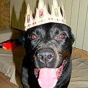 Athéna a rejoint le concours — aidez-le/la à gagner de superbes lots ! black_dog, dog, paper_crown, crown, tongue_out, close_up, portrait, pet, indoor, living_room, toy, couch, blanket, tiles, nose, happy, playful, red_eye, vertical_blinds, close_range