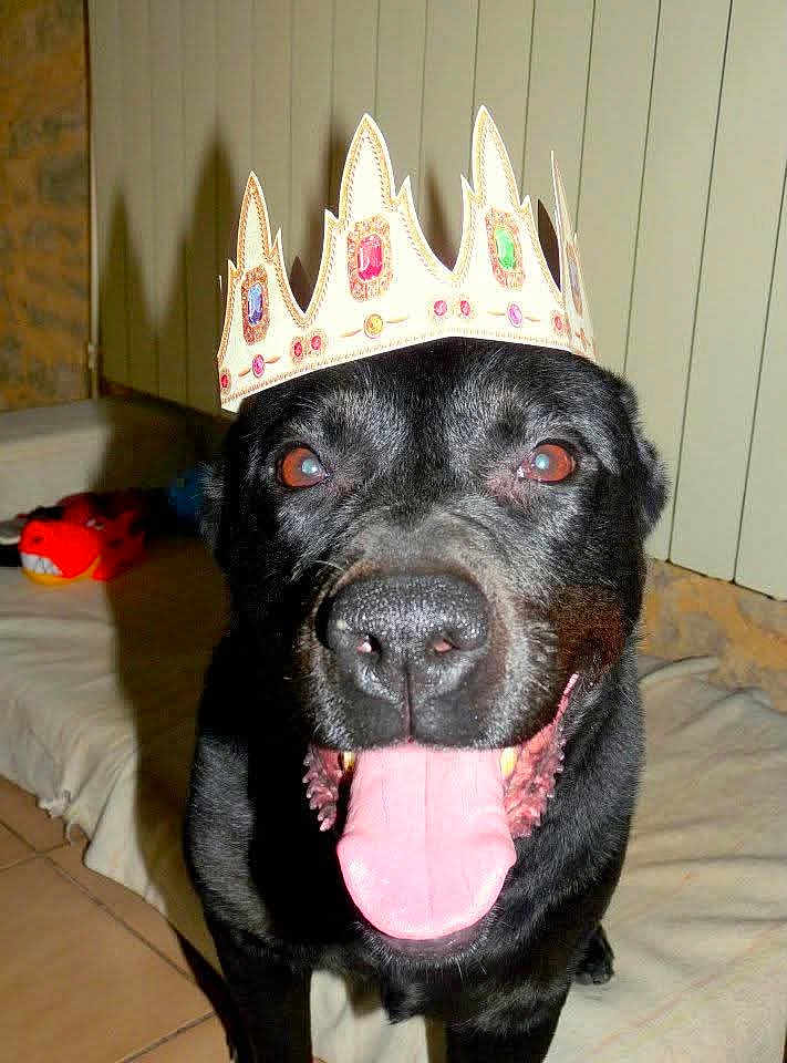 Athéna a rejoint le concours — aidez-le/la à gagner de superbes lots ! black_dog, dog, paper_crown, crown, tongue_out, close_up, portrait, pet, indoor, living_room, toy, couch, blanket, tiles, nose, happy, playful, red_eye, vertical_blinds, close_range