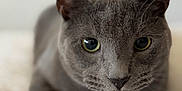 Milo is registered to the contest to win money with this photo: cat, gray_cat, pet, animal, feline, close_up, indoor, bed, blanket, fur, whiskers, ears, eyes, resting, sleepy, cute, soft_light, portrait, domestic_animal, relaxed