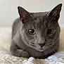 cat, gray_cat, pet, animal, feline, close_up, indoor, bed, blanket, fur, whiskers, ears, eyes, resting, sleepy, cute, soft_light, portrait, domestic_animal, relaxed