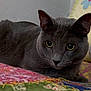 Milo joined the competition — help win amazing prizes! cat, gray_cat, quilt, bed, pillow, indoor, pet, feline, closeup, resting, cute, animal, domestic_animal, cozy, colorful, patterned, soft, fur, eyes, ears